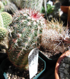 Echinocereus sciurus ssp. floresii.JPG