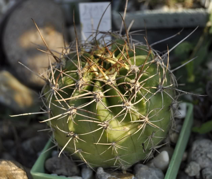 Файл:Echinopsis coronata.jpg
