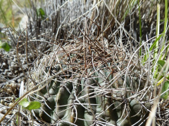 Echinopsis stilowiana.JPG