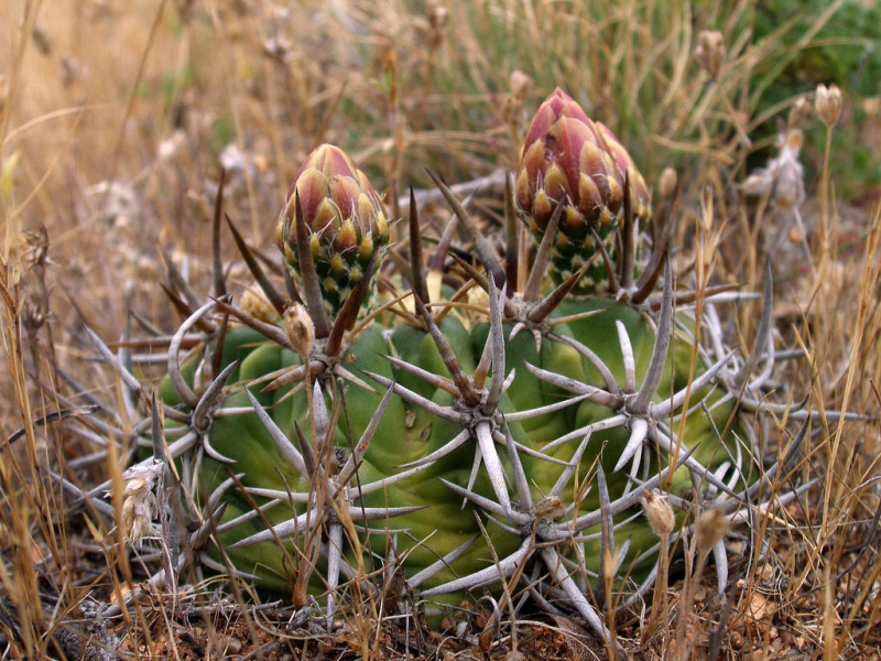 Файл:Eriocyse curvispina ssp. armata 2.jpg