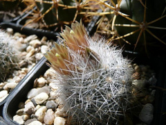 Escobaria dasyacantha ssp. chaffeyi 1.jpg