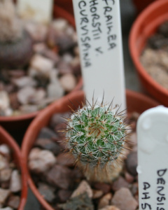 Frailea curvispina 1.jpg