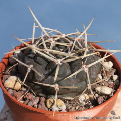 Gymnocalycium borthii 15700 l.jpg