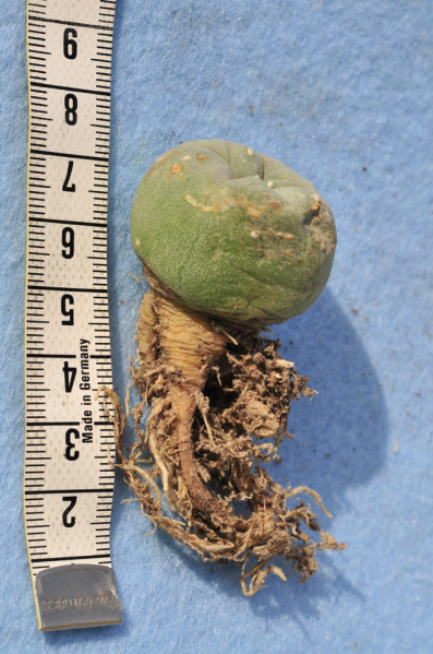 Файл:Lophophora diffusa 3.jpg