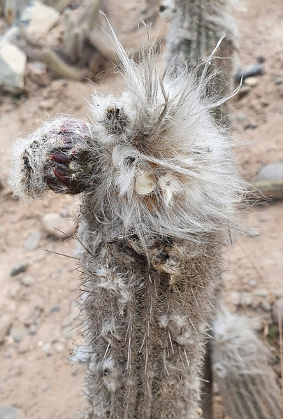 Файл:Loxanthocereus hoffmannii 2.jpg