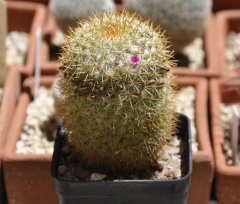 Mammillaria columbiana ssp yucatanensis 450.jpg