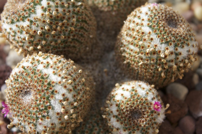 Файл:Mammillaria crucigera 0.jpg