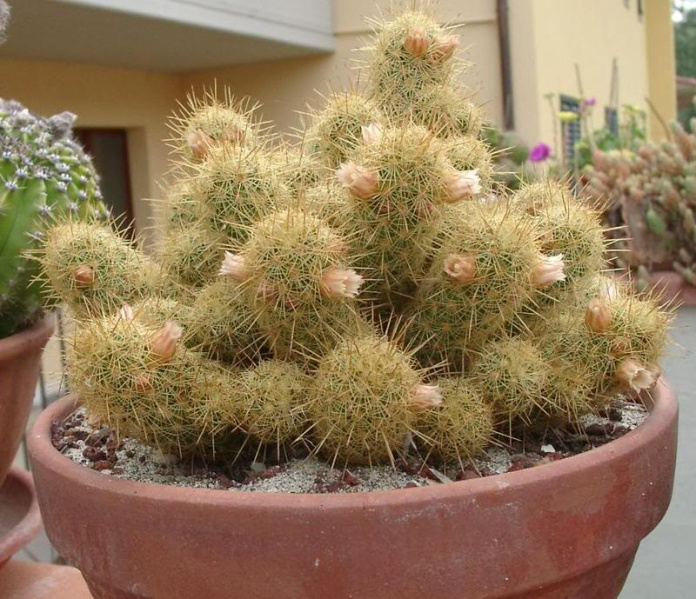Файл:Mammillaria echinaria 08.jpg