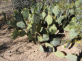 Opuntia engelmannii var. engelmannii