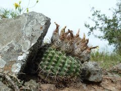 Parodia arnostiana 1.JPG