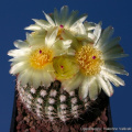 Parodia fusca 11716.jpg