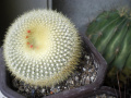 Parodia haselbergii ssp. haselbergii 2.jpg