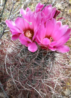 Sclerocactus polyancistrus Basin & Range Watch.jpg