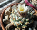 Strombocactus disciformis ssp. disciformis