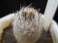 Turbinicarpus beguinii ssp. zaragozae.jpg