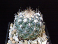Turbinicarpus saueri ssp. nelissae 1.jpg