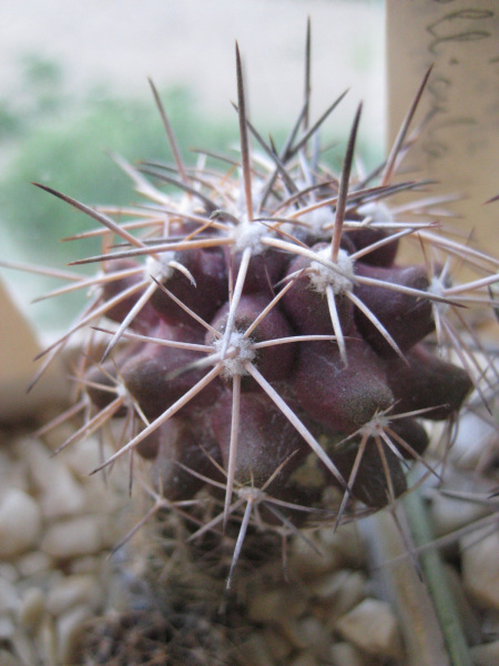 Файл:Copiapoa streptocaulon.jpg