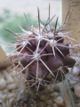 Copiapoa streptocaulon.jpg