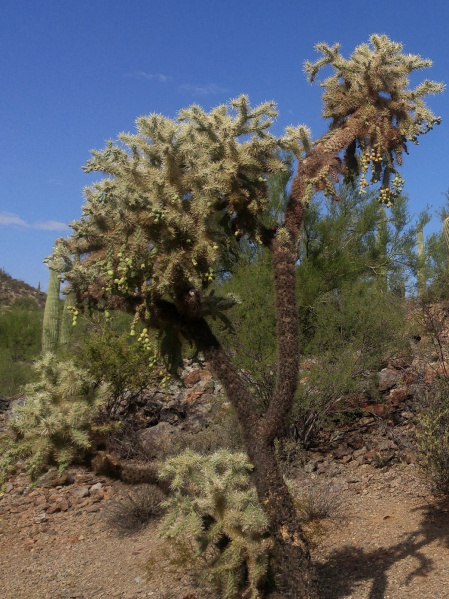 Файл:Cylindropuntia fulgida 18.jpg