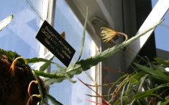 Disocactus macranthus 2.jpg