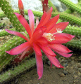 Disocactus martianus