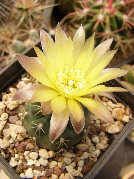 Файл:Gymnocalycium andreae 1.jpg