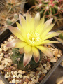 Gymnocalycium andreae 1.jpg