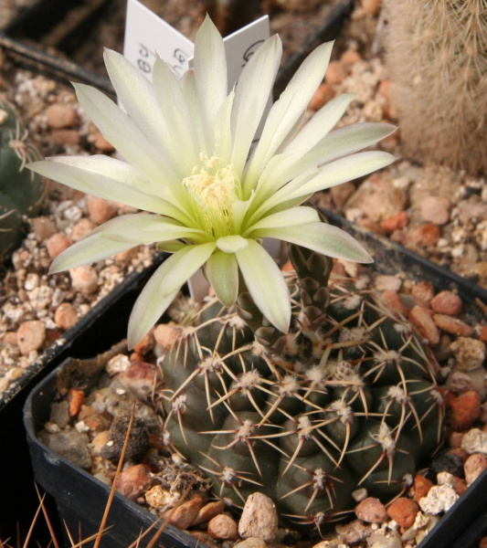 Файл:Gymnocalycium schroederianum.jpg