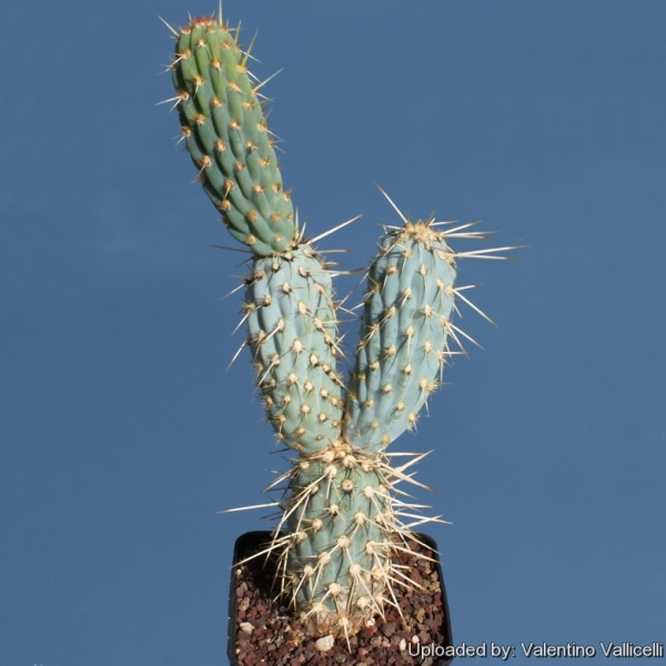 Файл:Miqueliopuntia miquelii 62.jpg