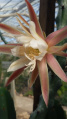 Cereus spegazzinii