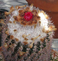 Parodia ocampoi 6.jpg