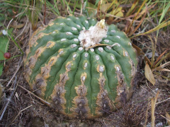 Parodia turbinata 556.JPG