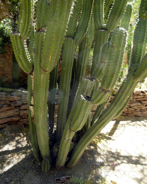 Файл:Stenocereus stellatus 6.JPG