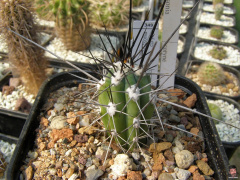 Stetsonia coryne.jpg