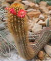 Cleistocactus icosagonus