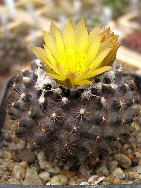 Файл:Copiapoa humilis ssp. tenuissima.jpg