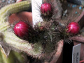 Corryocactus tenuiculus 2.jpg