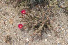 Corynopuntia pulchella 0602.jpeg