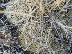 Coryphantha ottonis 1.jpg