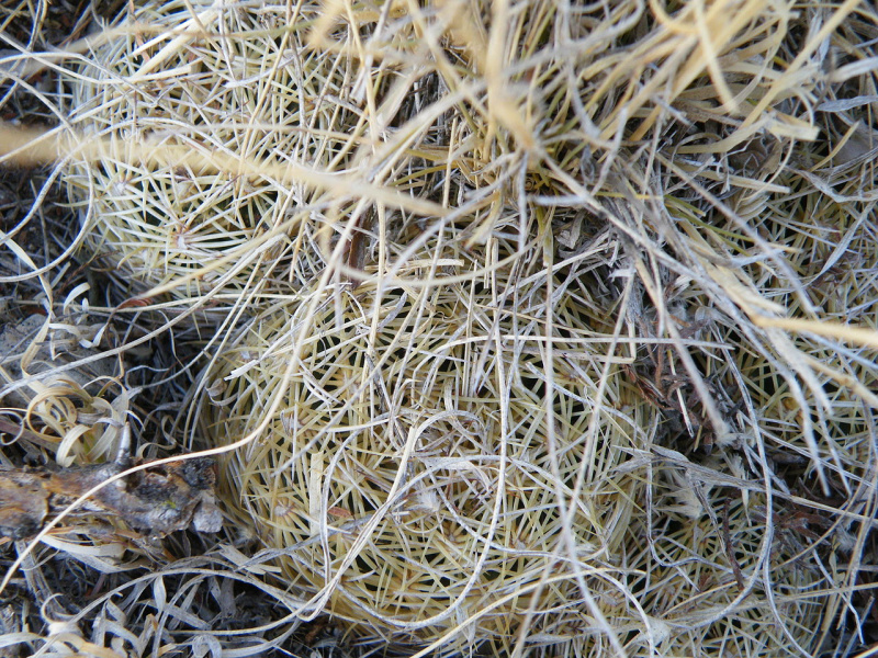 Файл:Coryphantha ottonis 1.jpg