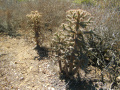 Cylindropuntia prolifera