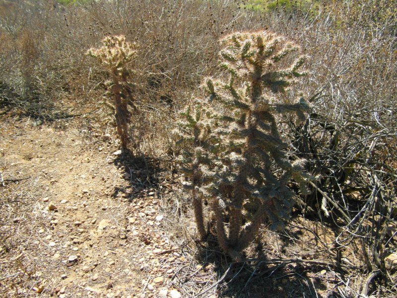 Файл:Cylindropuntia prolifera 51.JPG