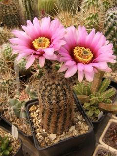 Echinocereus reichenbachii ssp. fitchii 1.jpg