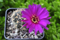 Echinopsis tiegeliana v. pusilla