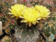 Echinopsis thionantha ssp. glauca 3.jpg