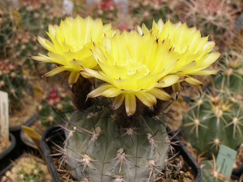 Файл:Echinopsis thionantha ssp. glauca 3.jpg