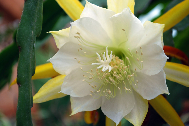Файл:Epiphyllum-laui.jpeg