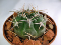 Gymnocalycium mostii 5.jpg