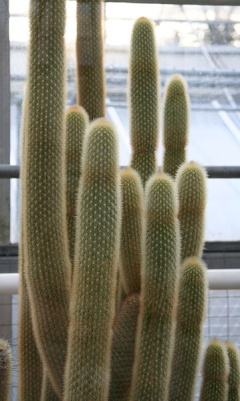 Haageocereus chilensis.jpg