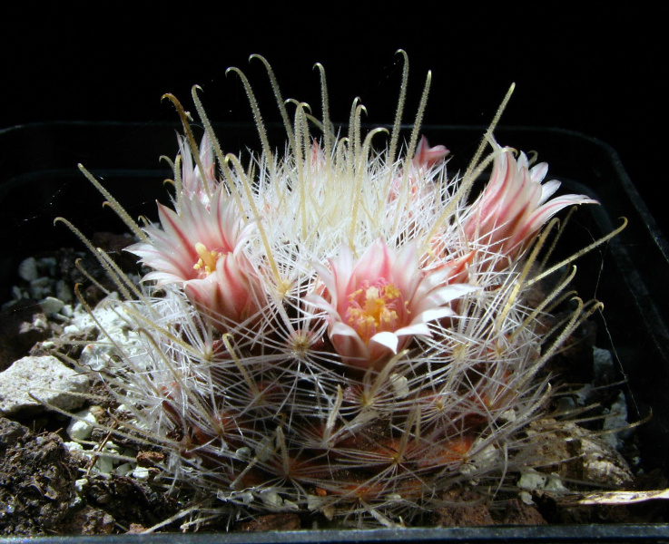 Файл:Mammillaria pennispinosa 2.jpg